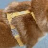 Harnais Cloud Lite ( 7 coloris ) waterproof sunny tails