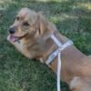 Harnais Cloud Lite ( 7 coloris ) waterproof sunny tails