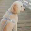 Harnais Cloud Lite ( 7 coloris ) waterproof sunny tails