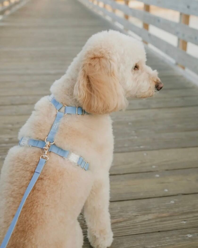 Harnais Cloud Lite ( 7 coloris ) waterproof sunny tails