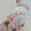 Harnais Cloud Lite ( 7 coloris ) waterproof sunny tails