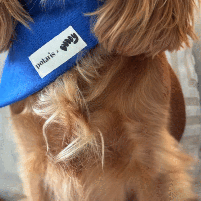 Bandana buddy x polaris bleu