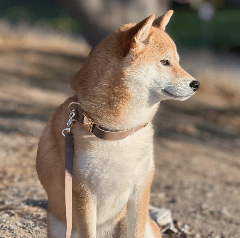 Le Collier cloud waterproof sunny tails - Cocoa
