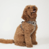 Harnais pour chien Elma - Moka