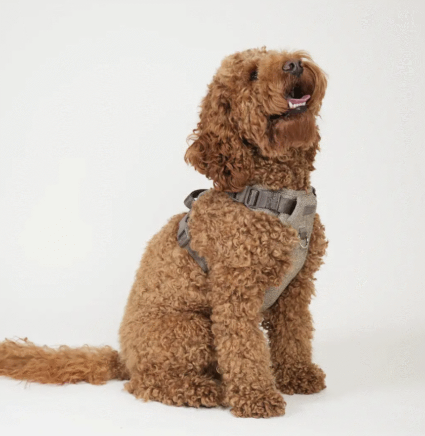 Harnais pour chien Elma - Moka