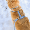 Harnais Cloud Lite waterproof sunny tails - Blue