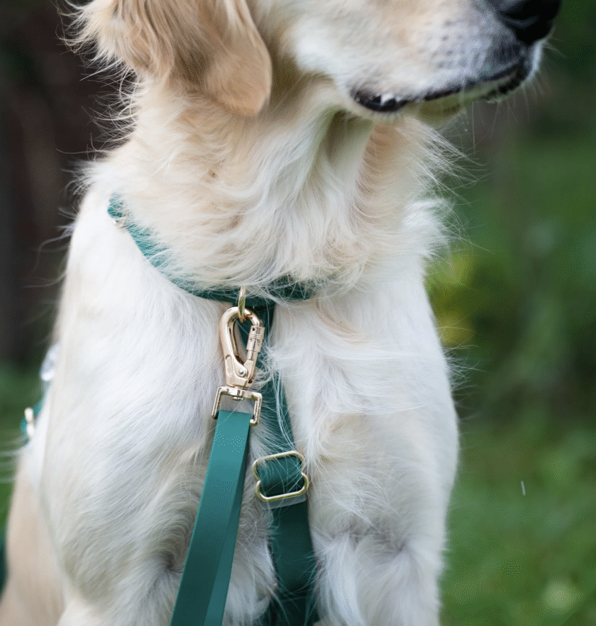Harnais Cloud Lite waterproof sunny tails - Emeraude