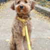 Harnais Cloud Lite waterproof sunny tails - Yellow