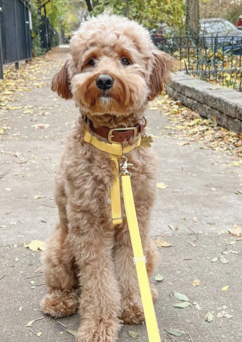 Harnais Cloud Lite waterproof sunny tails - Yellow