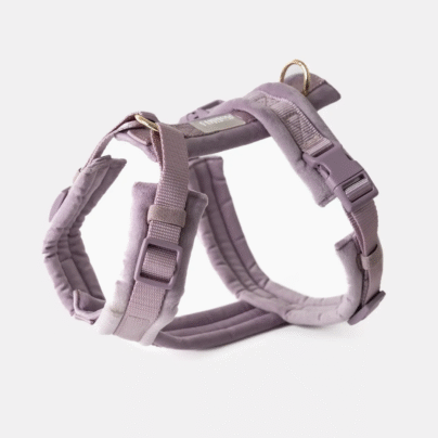 Harnais velvet Lila