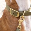 Collier en Biothane pine