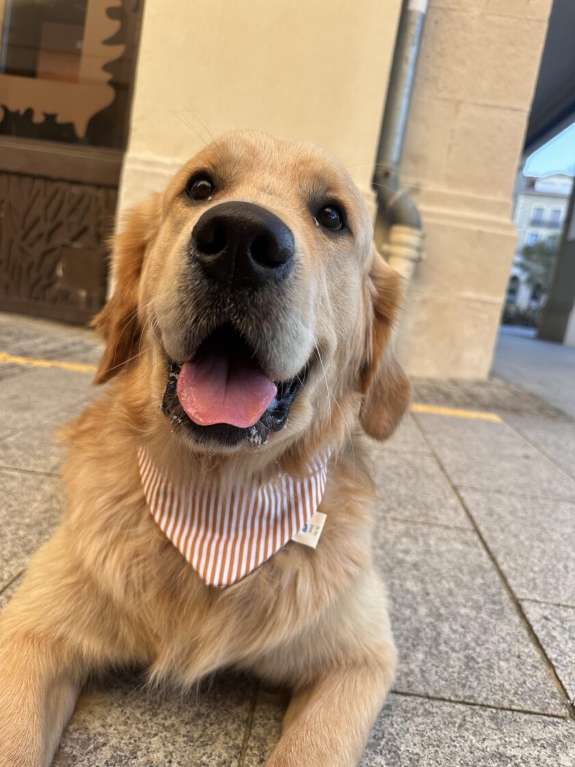 img_5947 Bandana Buddy Stripe