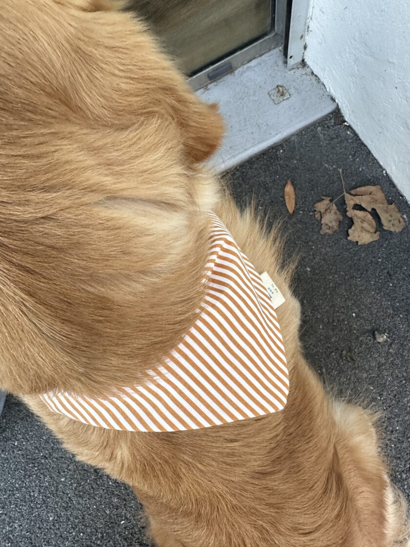 img_5955 Bandana Buddy Stripe