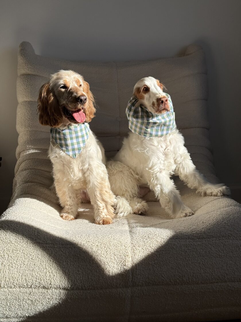 img_7187 Bandana Buddy Blue