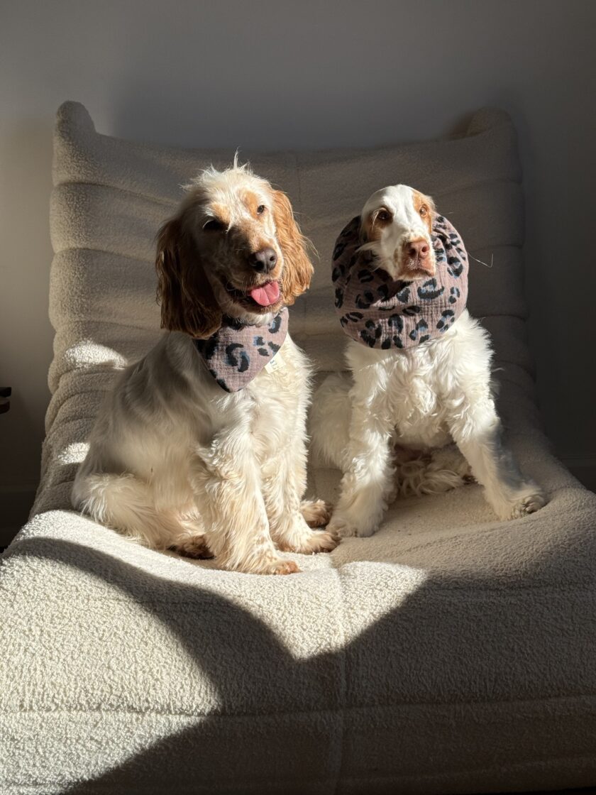 img_7191-2 Snood Buddy Leo