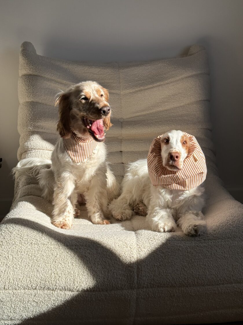img_7194 Bandana Buddy Stripe