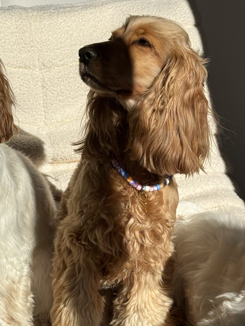 img_7217-2 Porte Médaille Sun Chaser