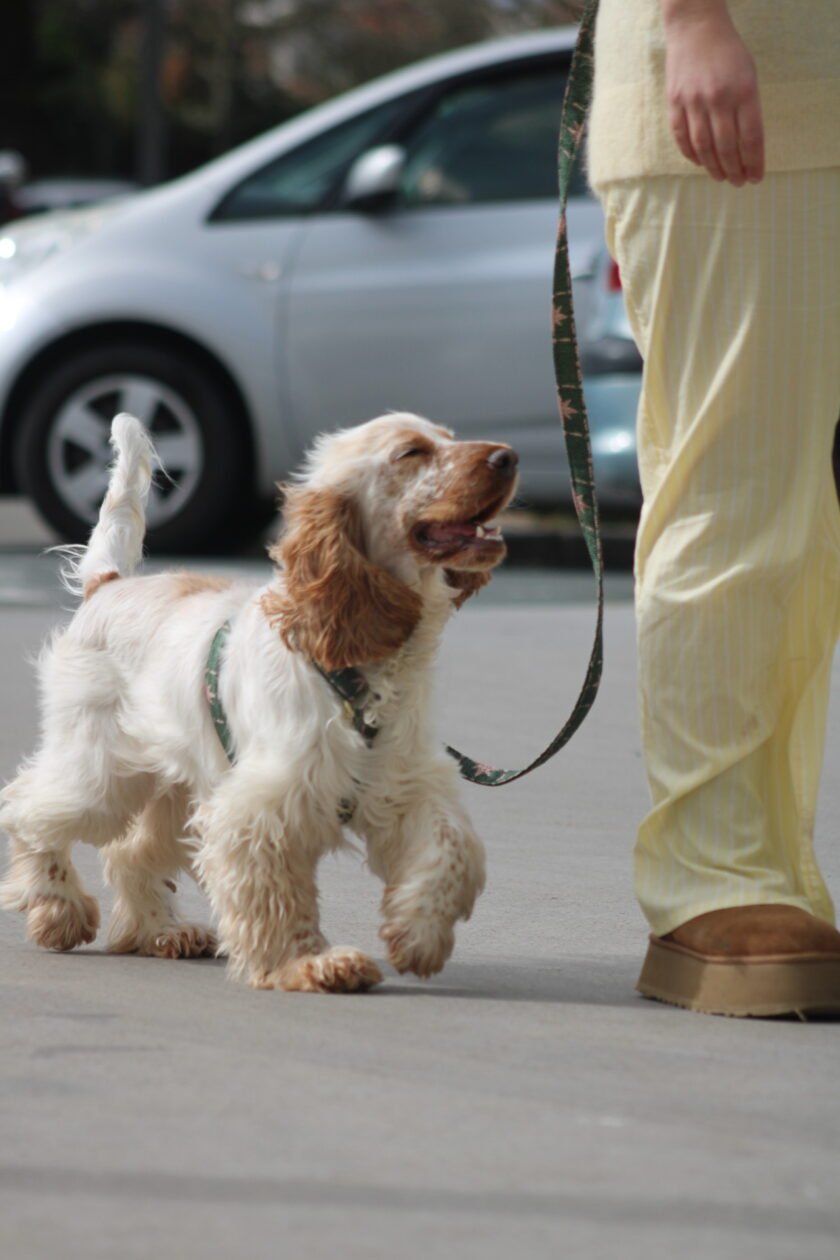 Laisse multi-positions sun