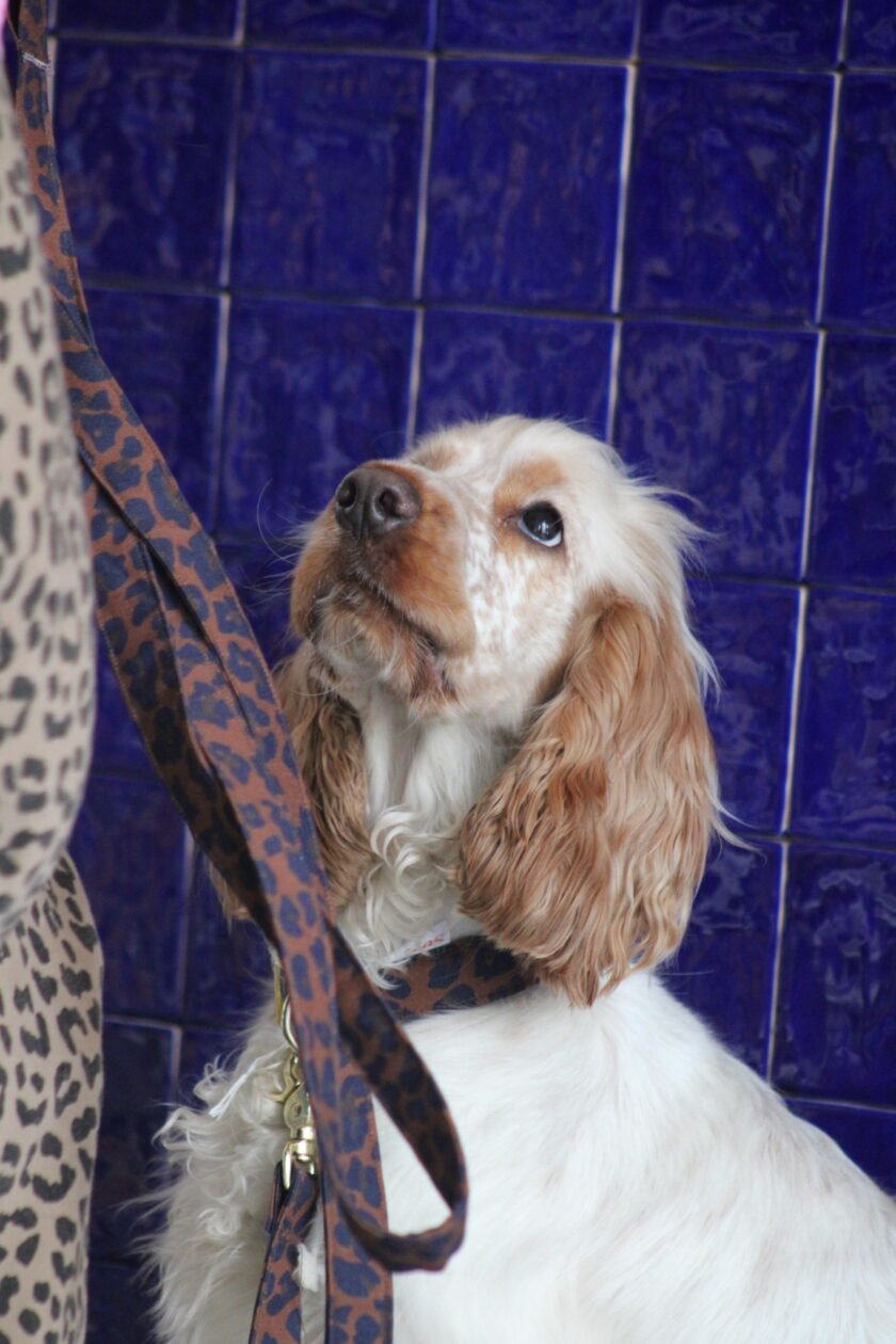 Laisse multi-positions leo