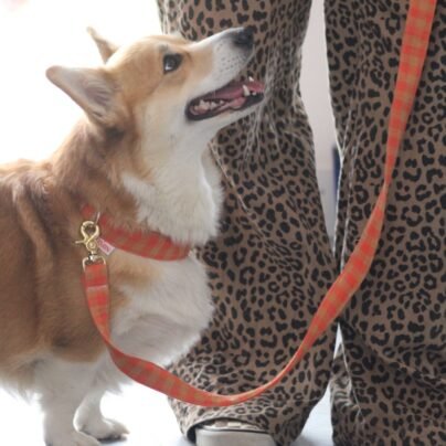 img_2872 Laisse multi-positions lilo