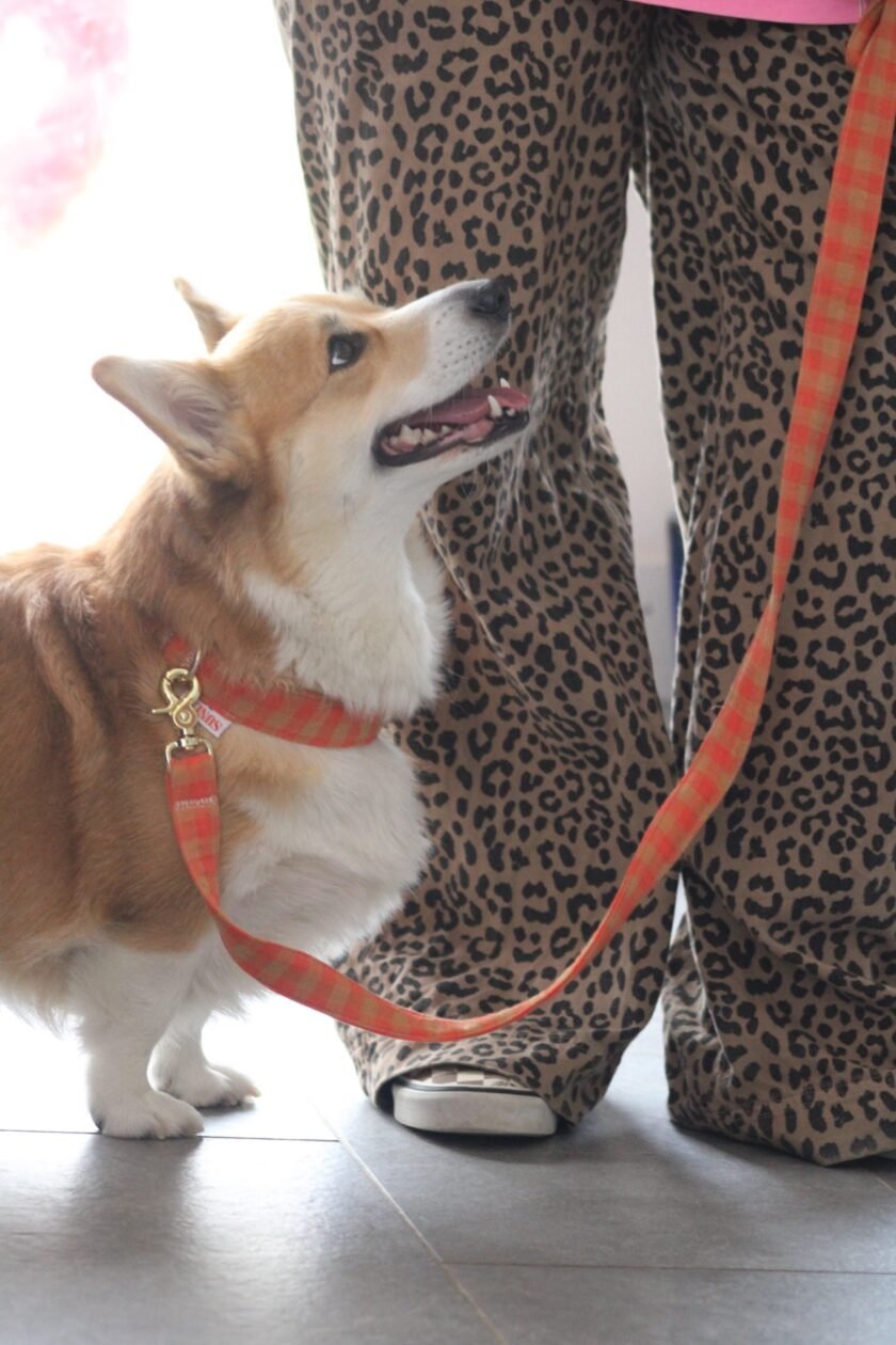 Laisse multi-positions lilo