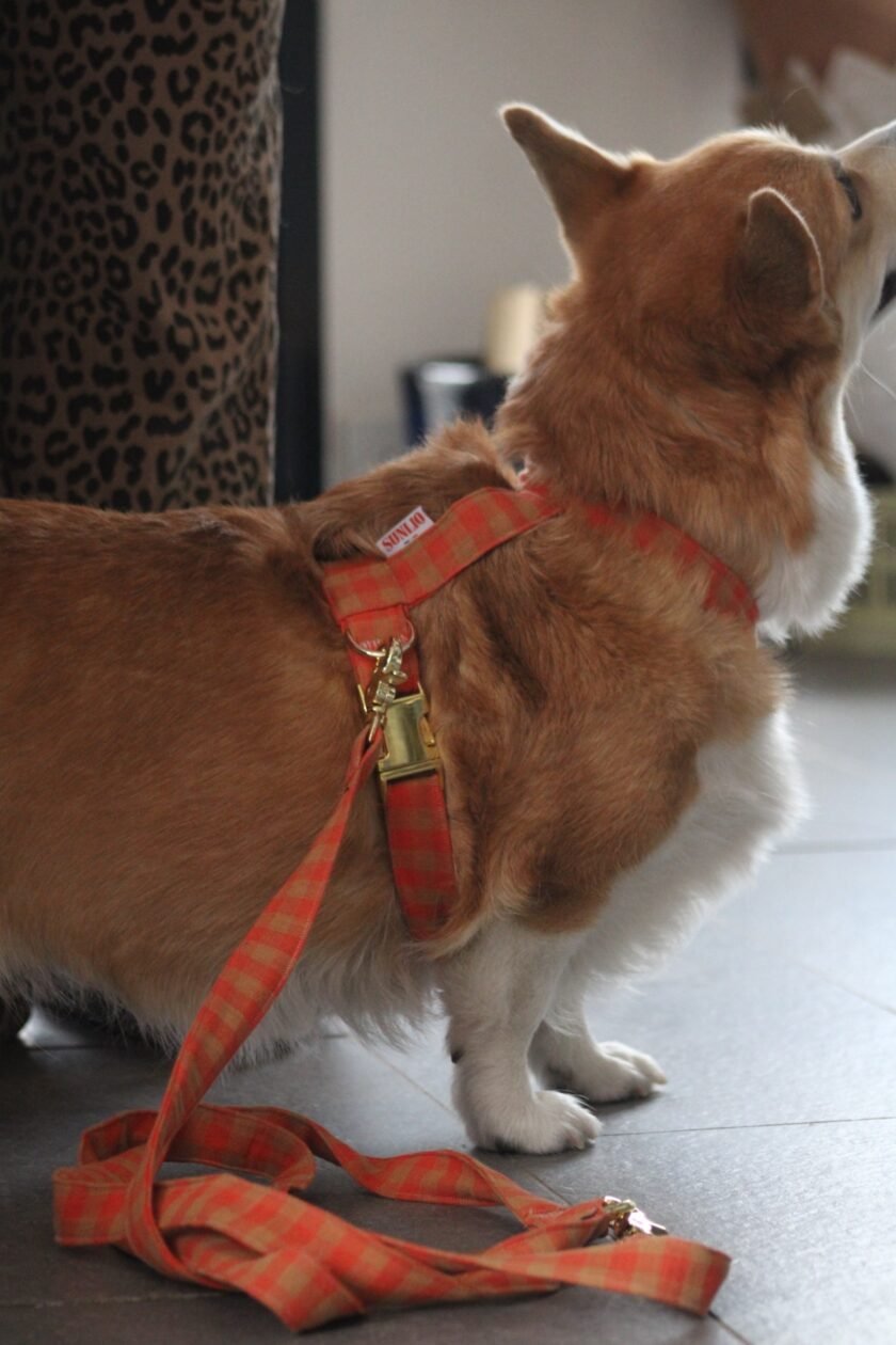 Laisse multi-positions lilo