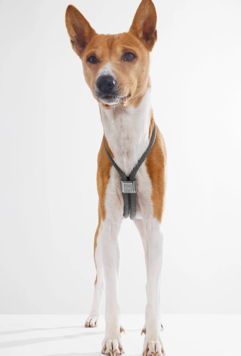 screenshot-579 le harnais were-wolf