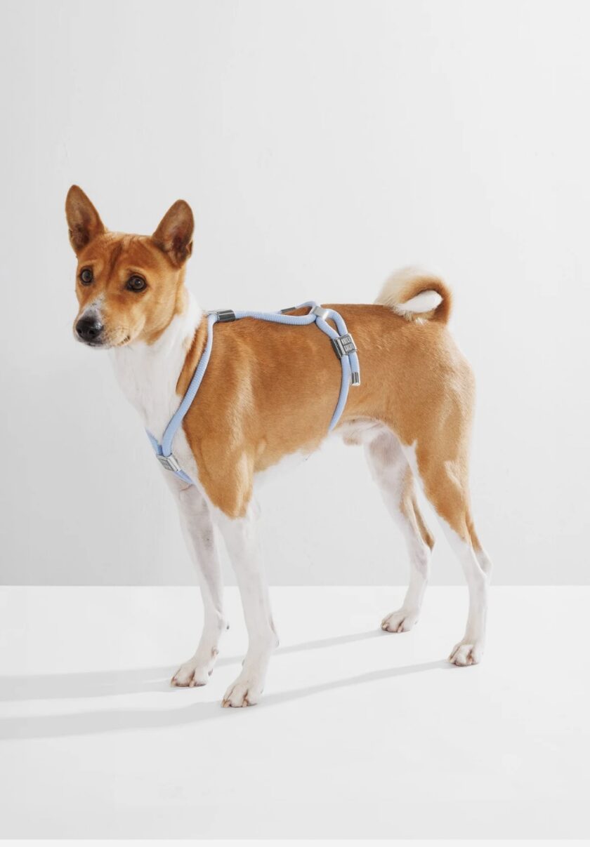 le harnais baby blue