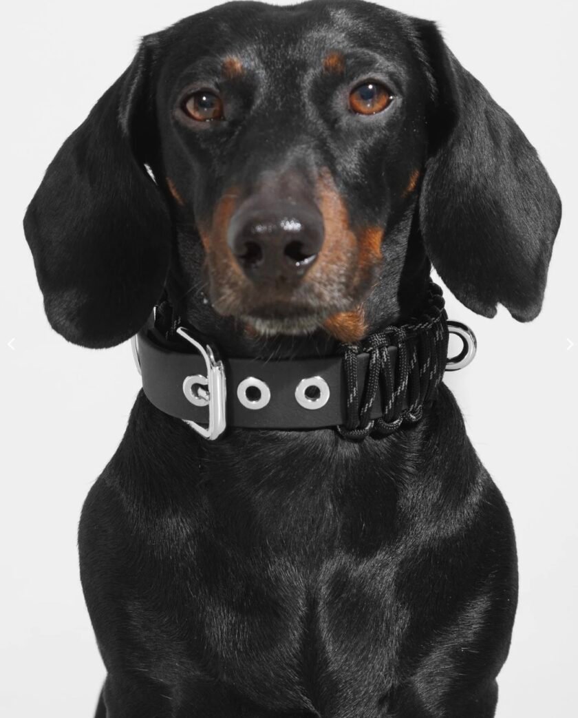 screenshot-587 Collier Garou