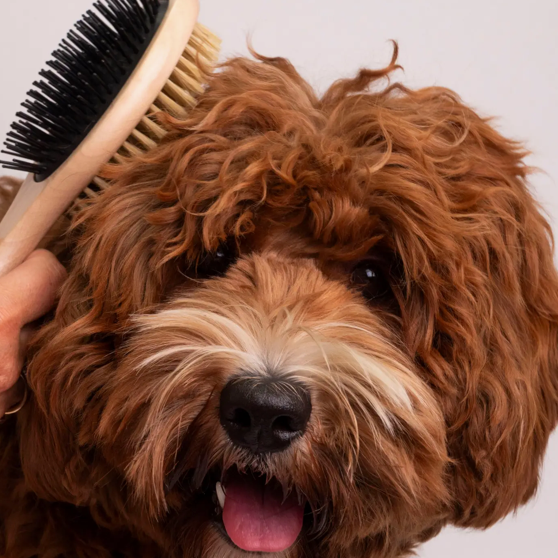 Brosse simple double face