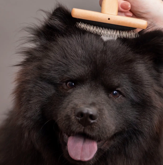 Capture d’écran 2026-02-23 à 12.23.36 La Brosse lisse