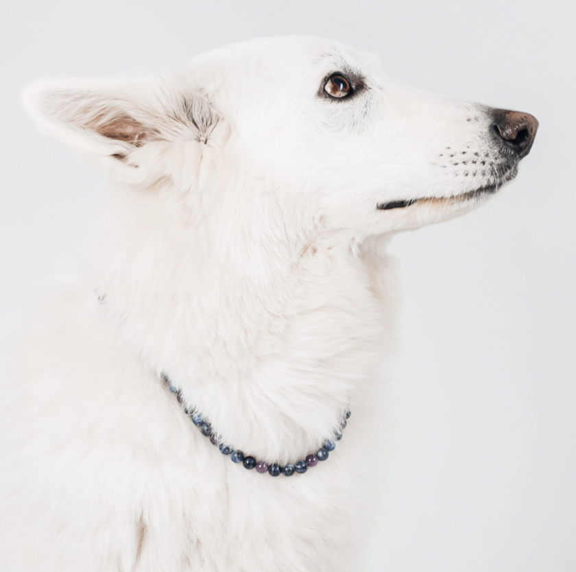 Capture d’écran 2026-02-24 à 16.11.58 Collier pour chien anxieux ou peureux