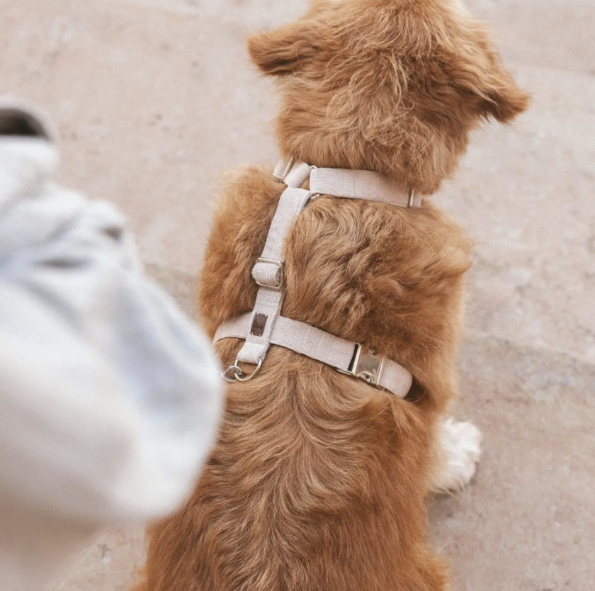 Capture d’écran 2026-02-25 à 16.07.02 Le Harnais Sable