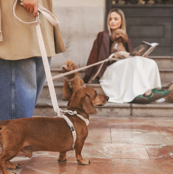 Capture d’écran 2026-02-25 à 16.56.03 Laisse Multi-Position Sable
