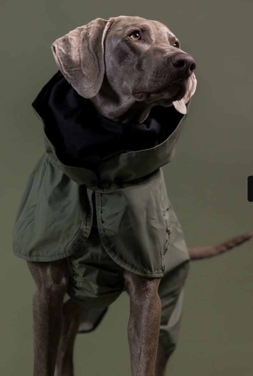 Copie Imperméable réfléchissant pour chien - Green