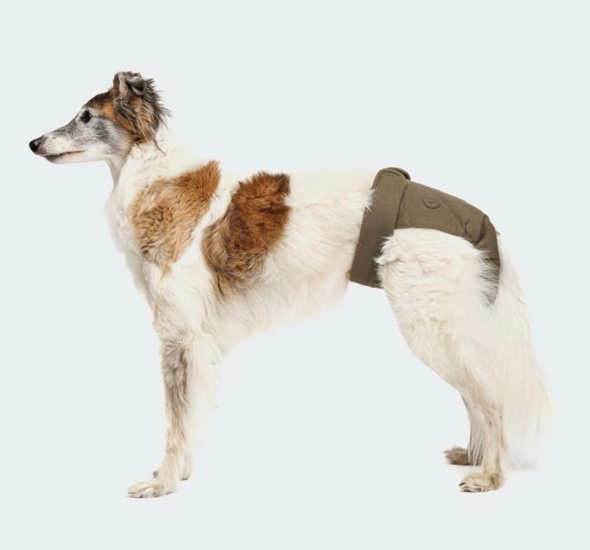 Culotte menstruelle pour chien