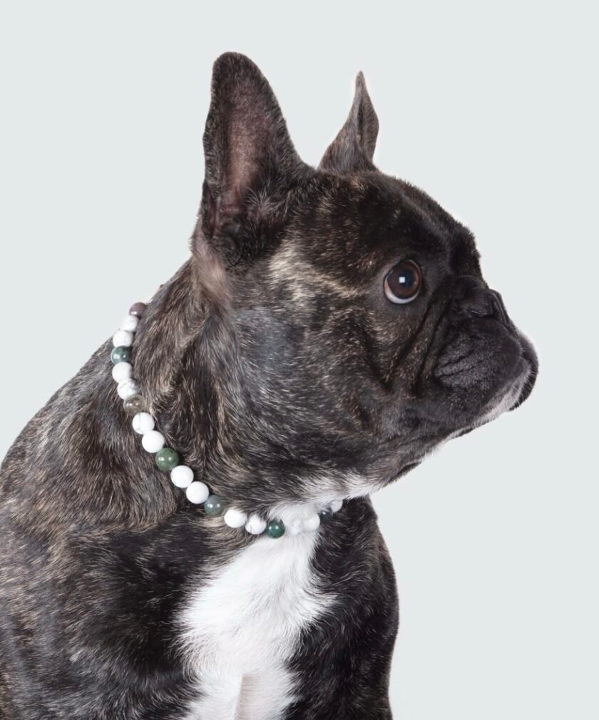 Collier pour chien agressif