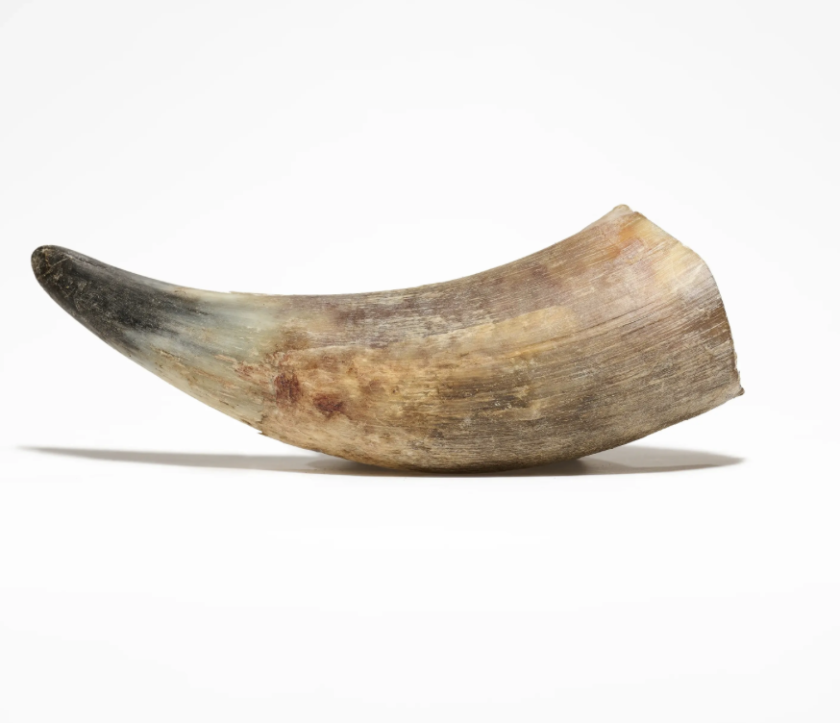 Corne de bœuf – Mastication longue durée pour chien